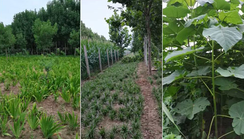如何確定河南白蠟苗的施肥量？